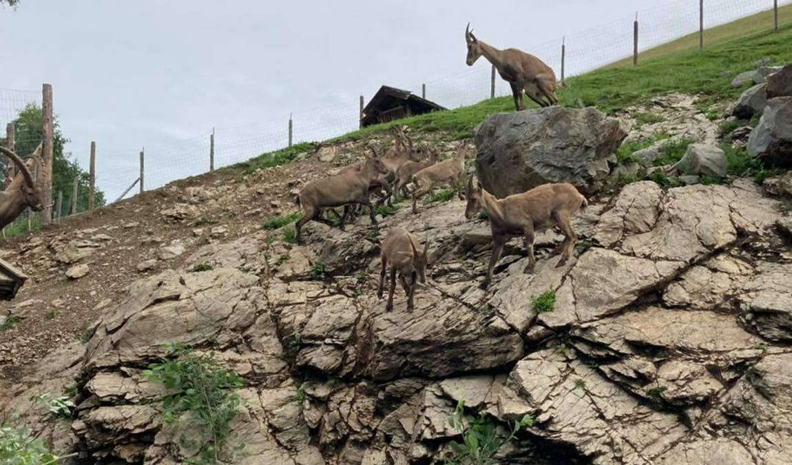 wildpark altenfelden photo 3