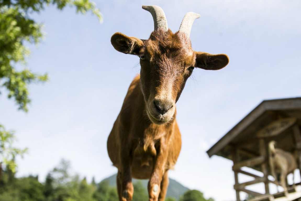 feriengut oberhabach farm photo 1