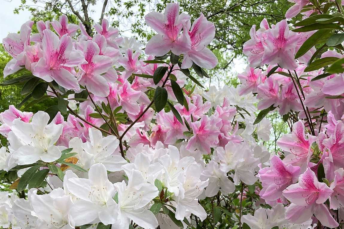 maplewalk garden photo 4