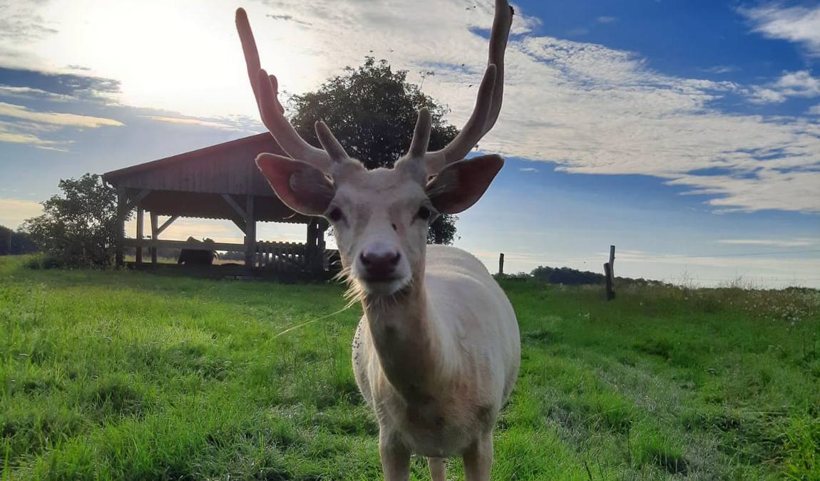 wildpark schorfheide photo 7