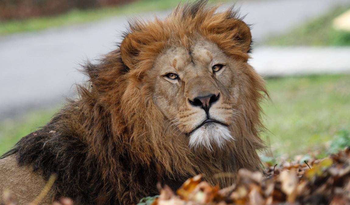 zoo dvur kralove photo 4