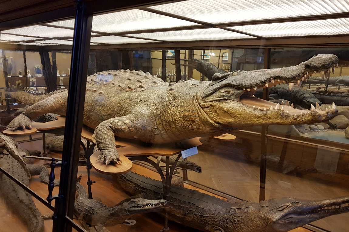 natural history museum vienna photo 2