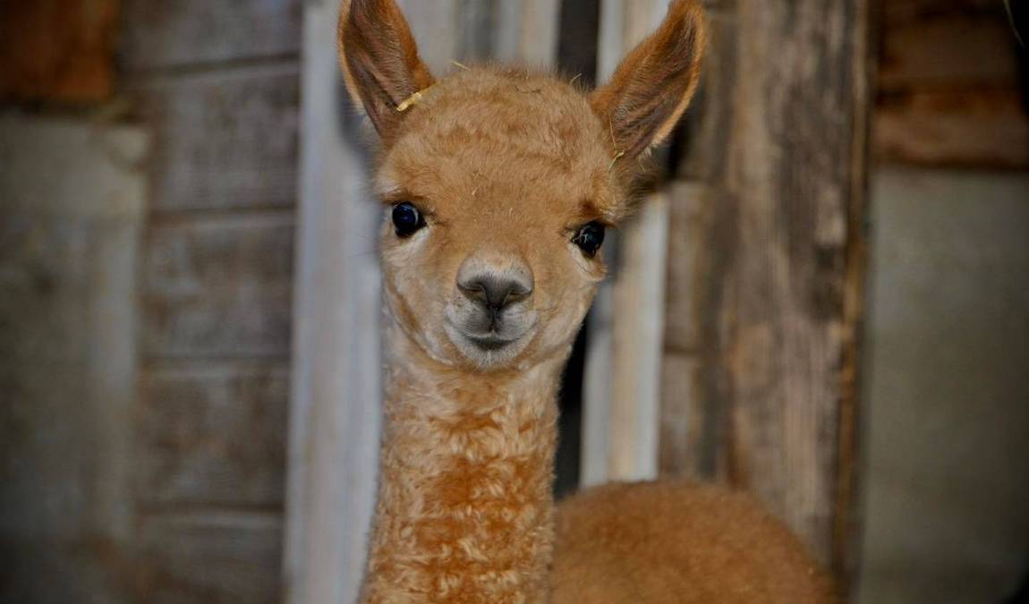 kameltheater and white zoo - kernhof photo 4