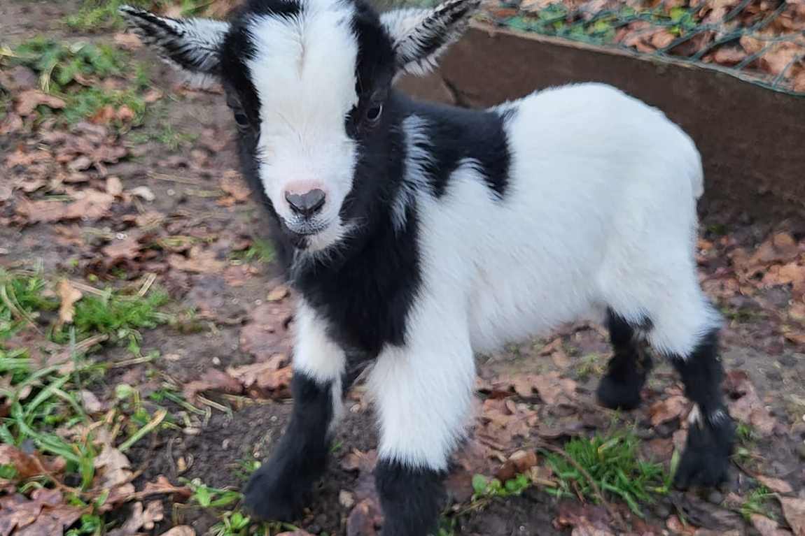 erlebnisbauernhof groedig photo 2
