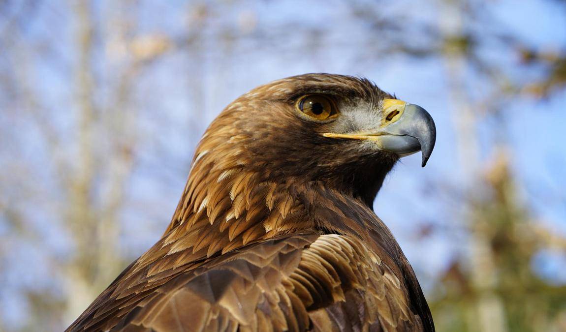 der falkenhof paul klima photo 1