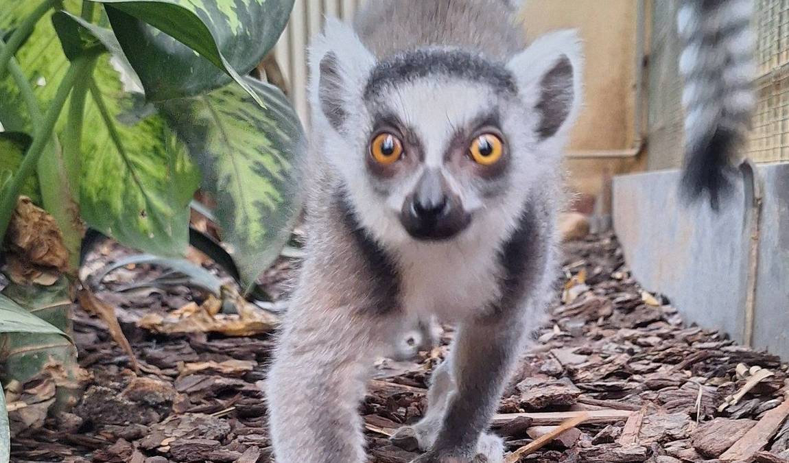 tiergarten worms photo 2
