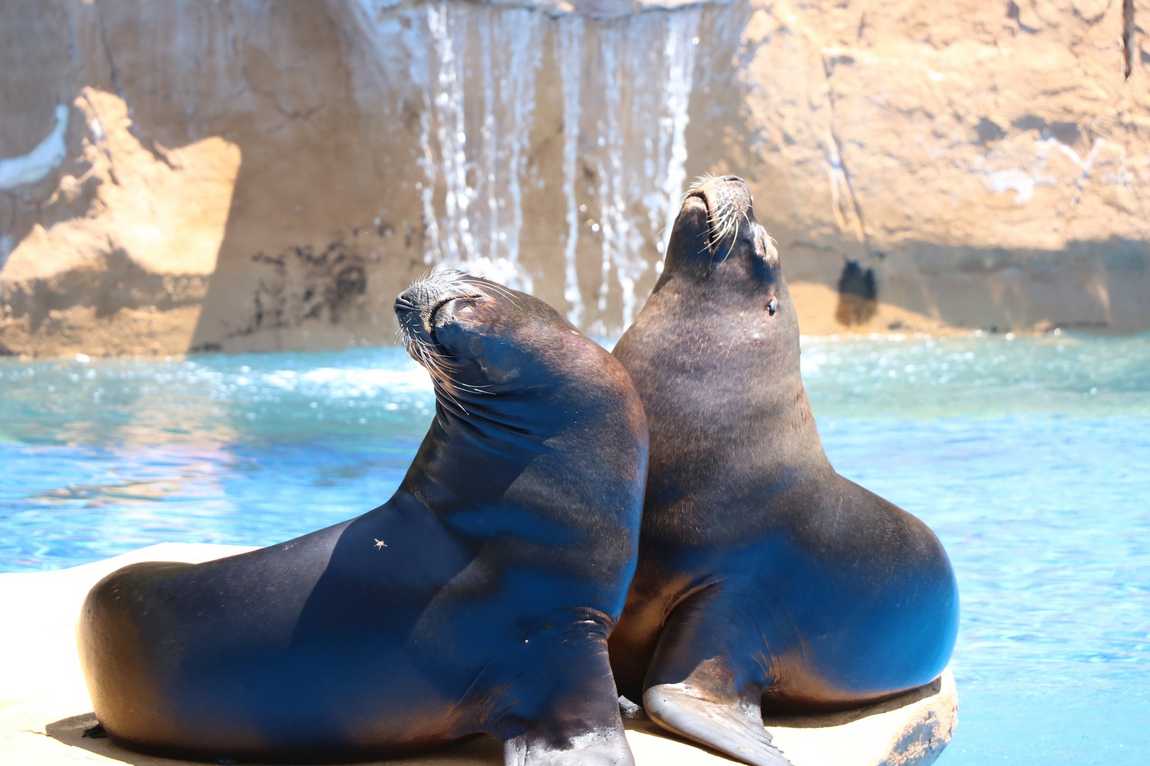 selwo marina delfinarium photo 1