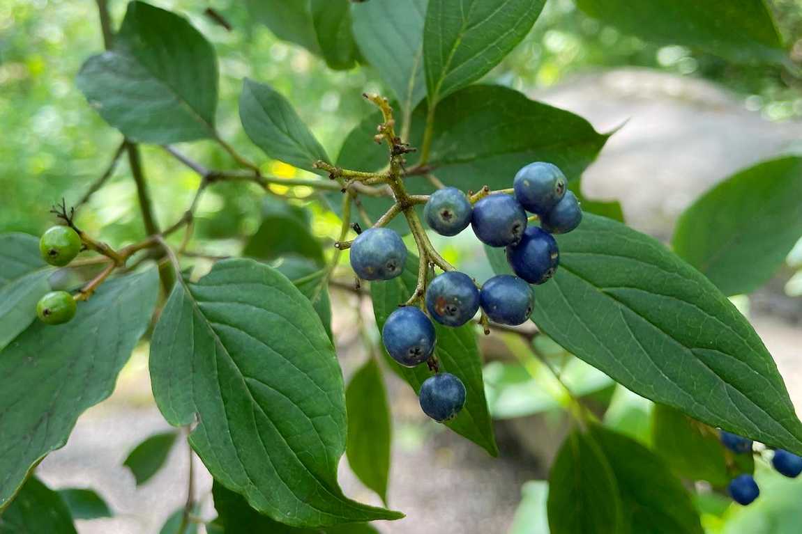 asheville botanical garden photo 7