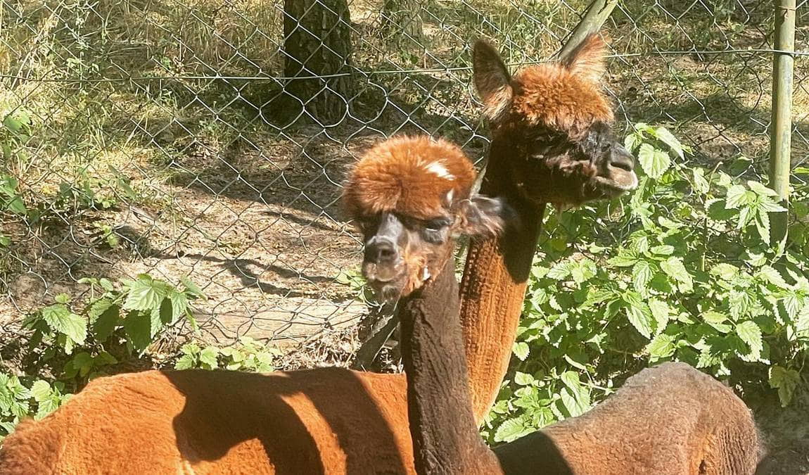 abensberg bird park photo 1