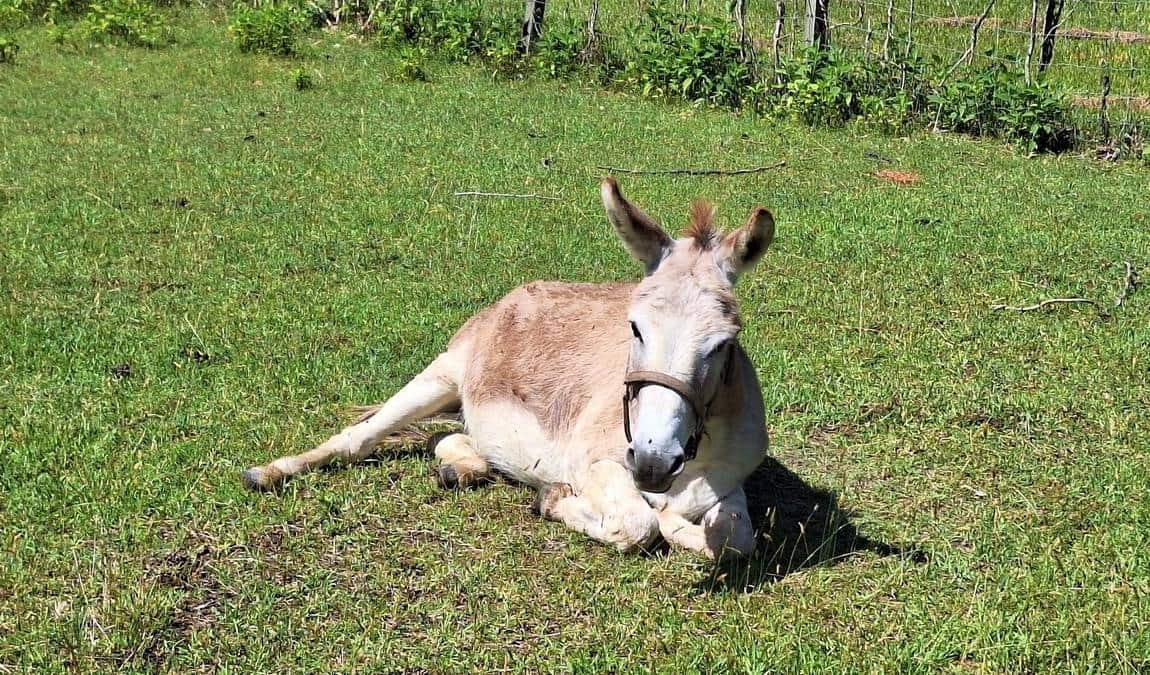 brookhaven mill farm photo 4