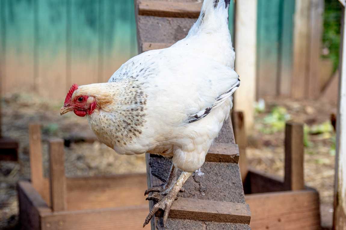 crandall bowles children's farm photo 6