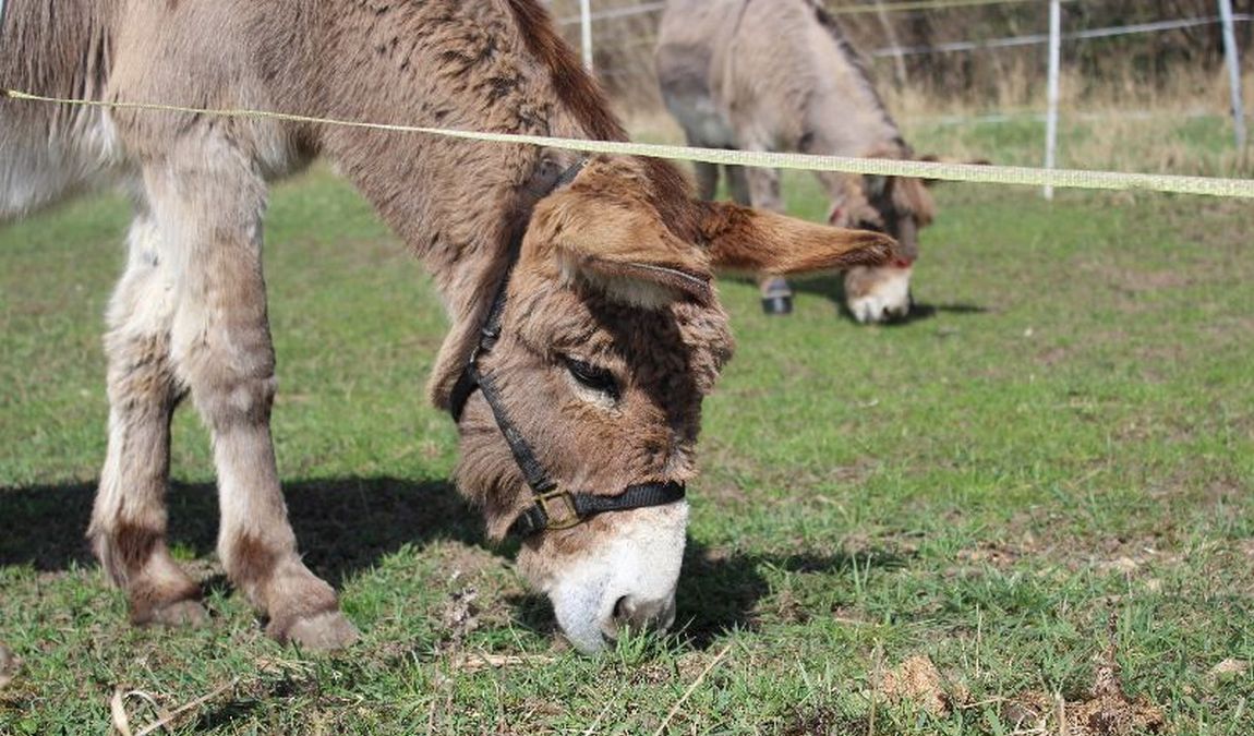 eselnest farm photo 2