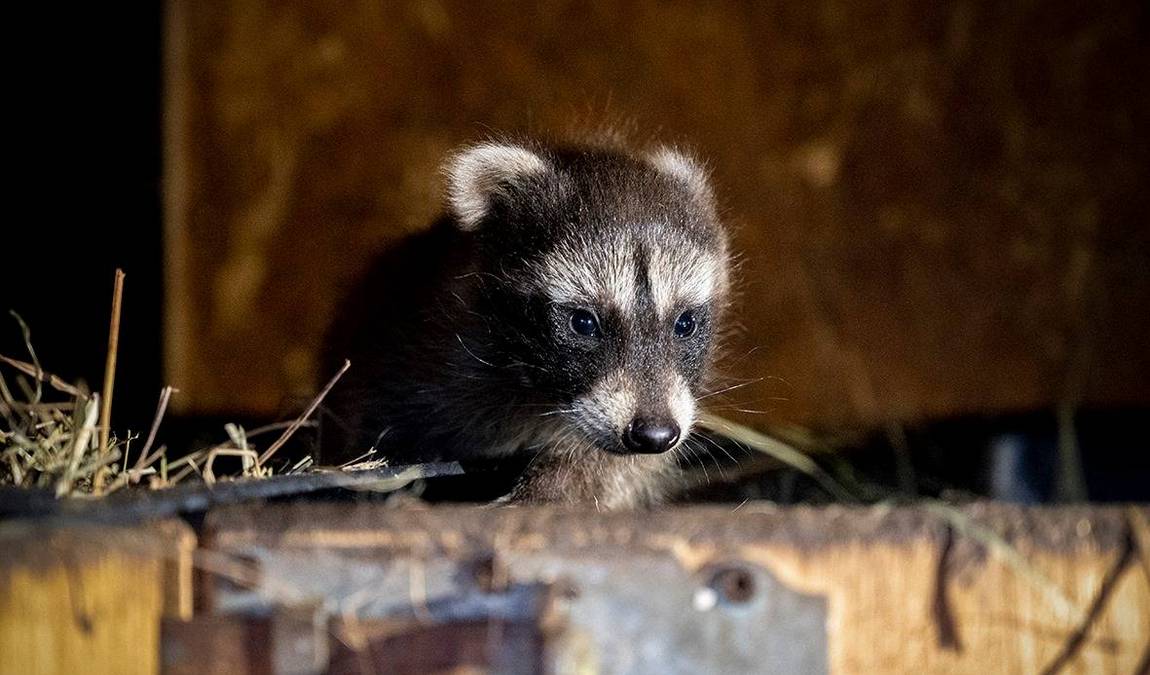 doppelmayr zoo photo 4