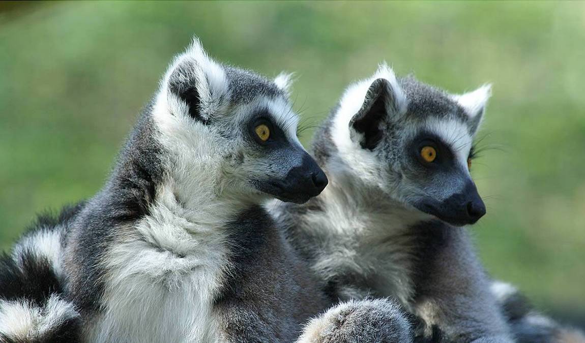 straubing zoo photo 2