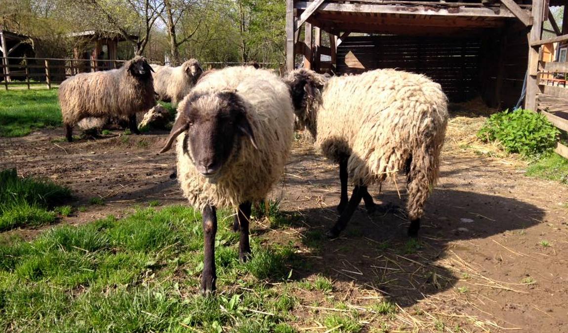 child and youth farm neuaubing photo 3