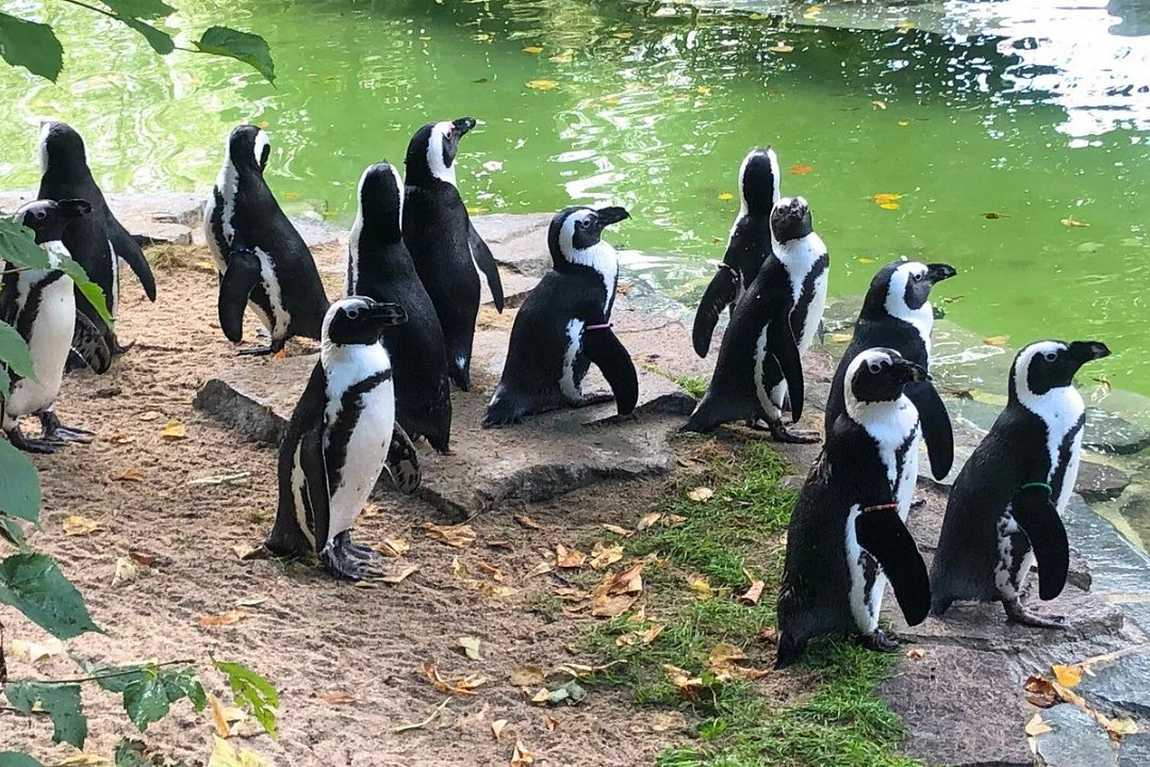 magdeburg zoo photo 2