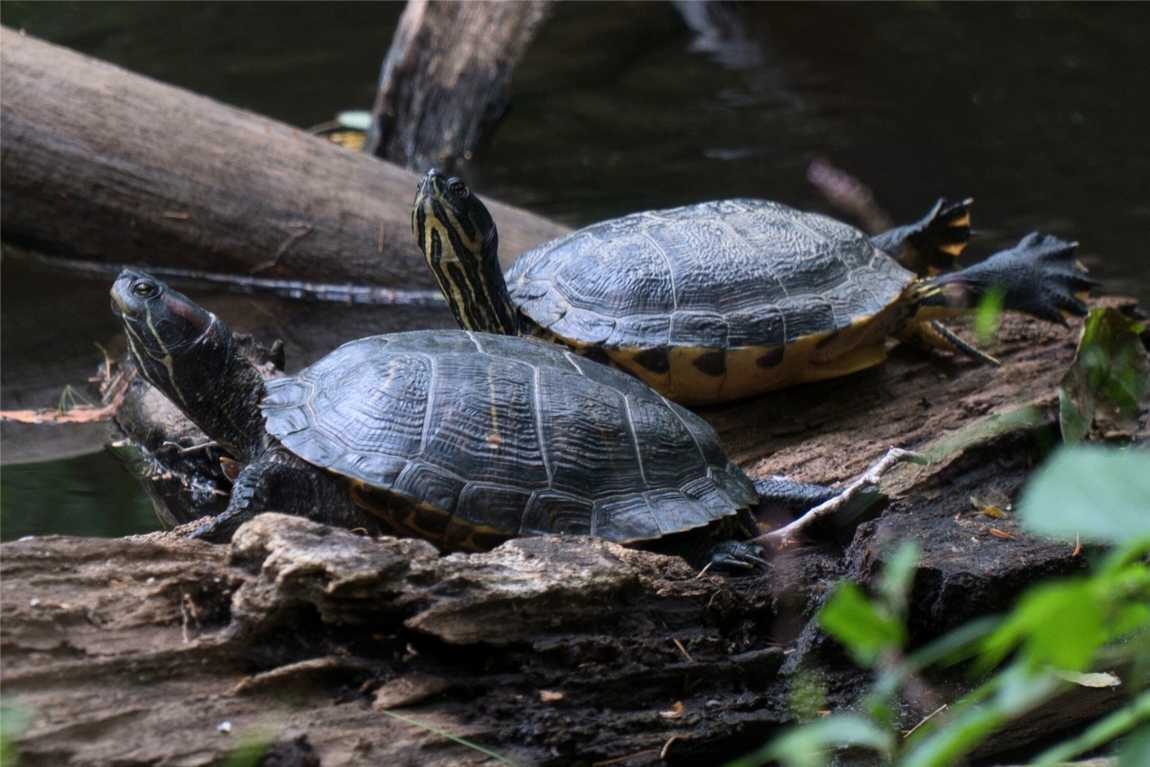 wnc nature center and wildlife park photo 7