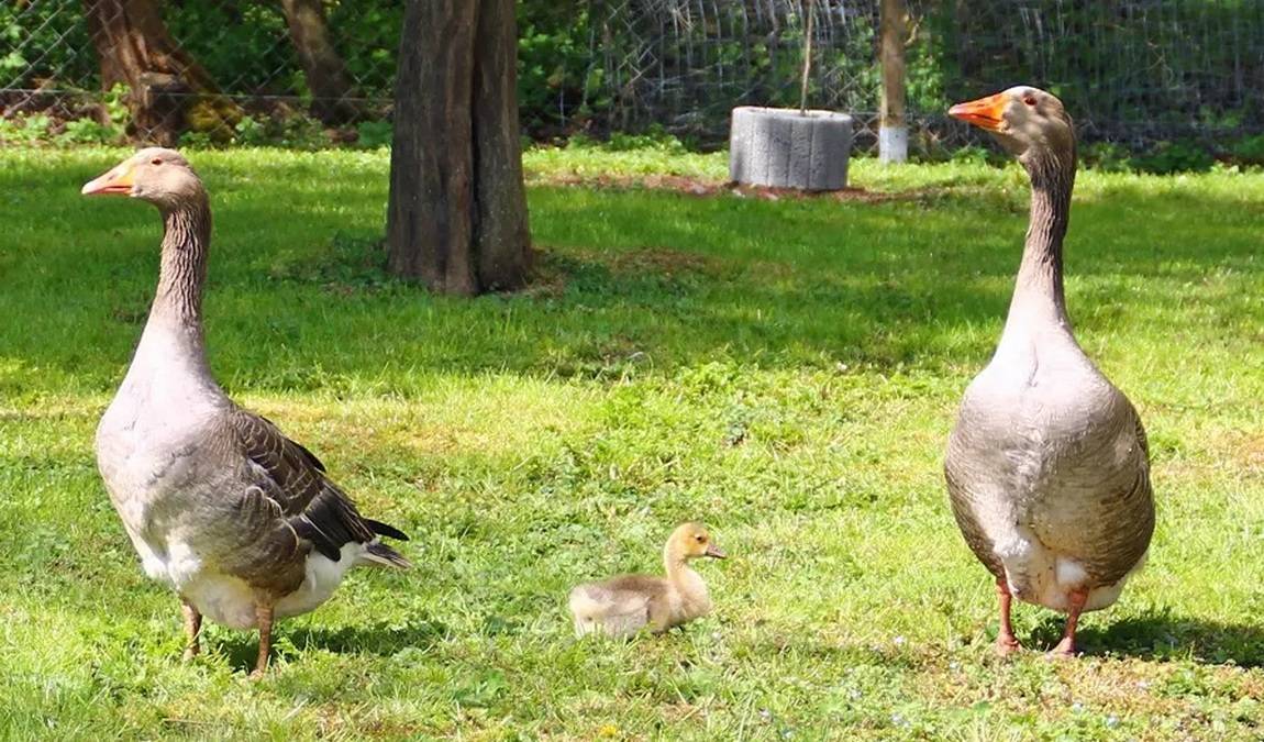 nature and environment house photo 4