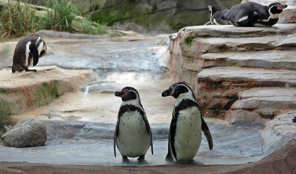 bremerhaven zoo photo 7