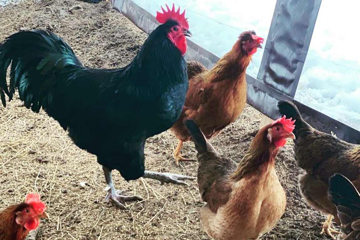 little farmers photo 2