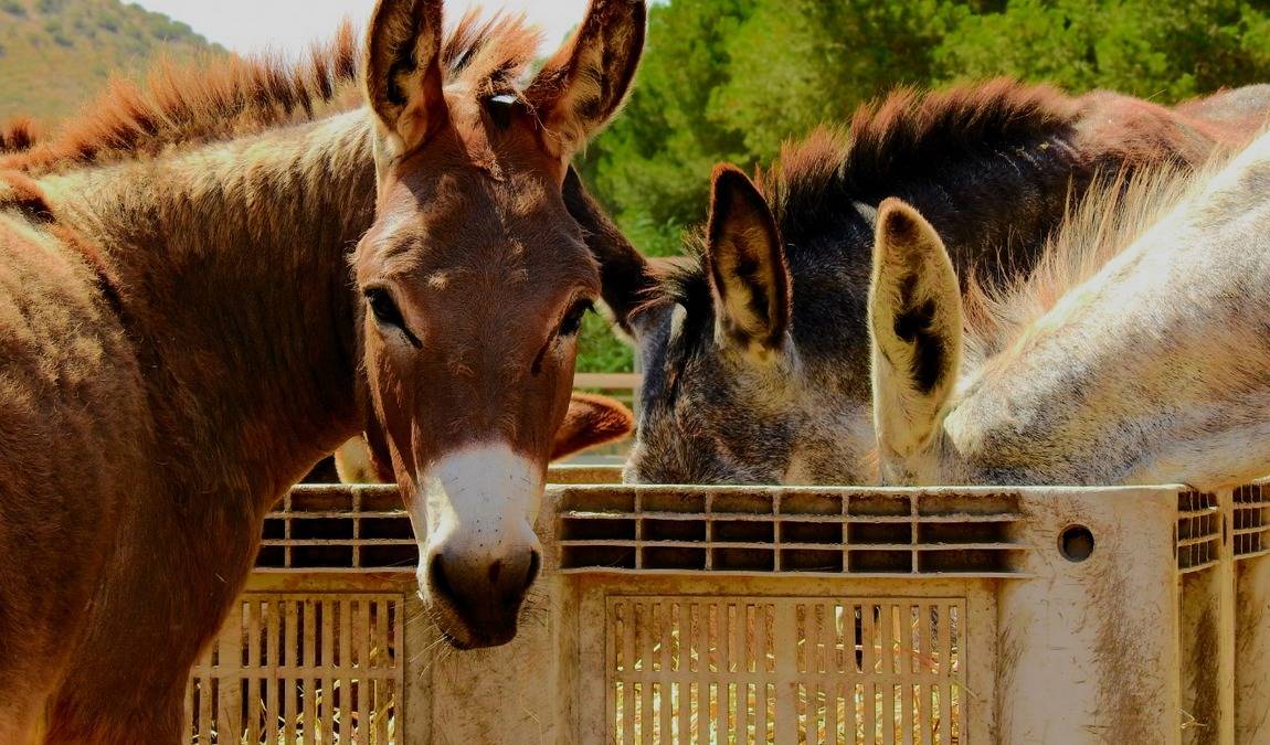 easy horse care rescue centre photo 5