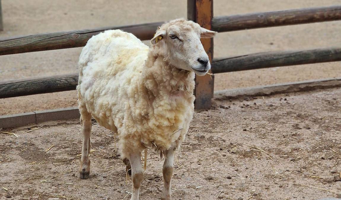 waldzoo offenbach photo 1