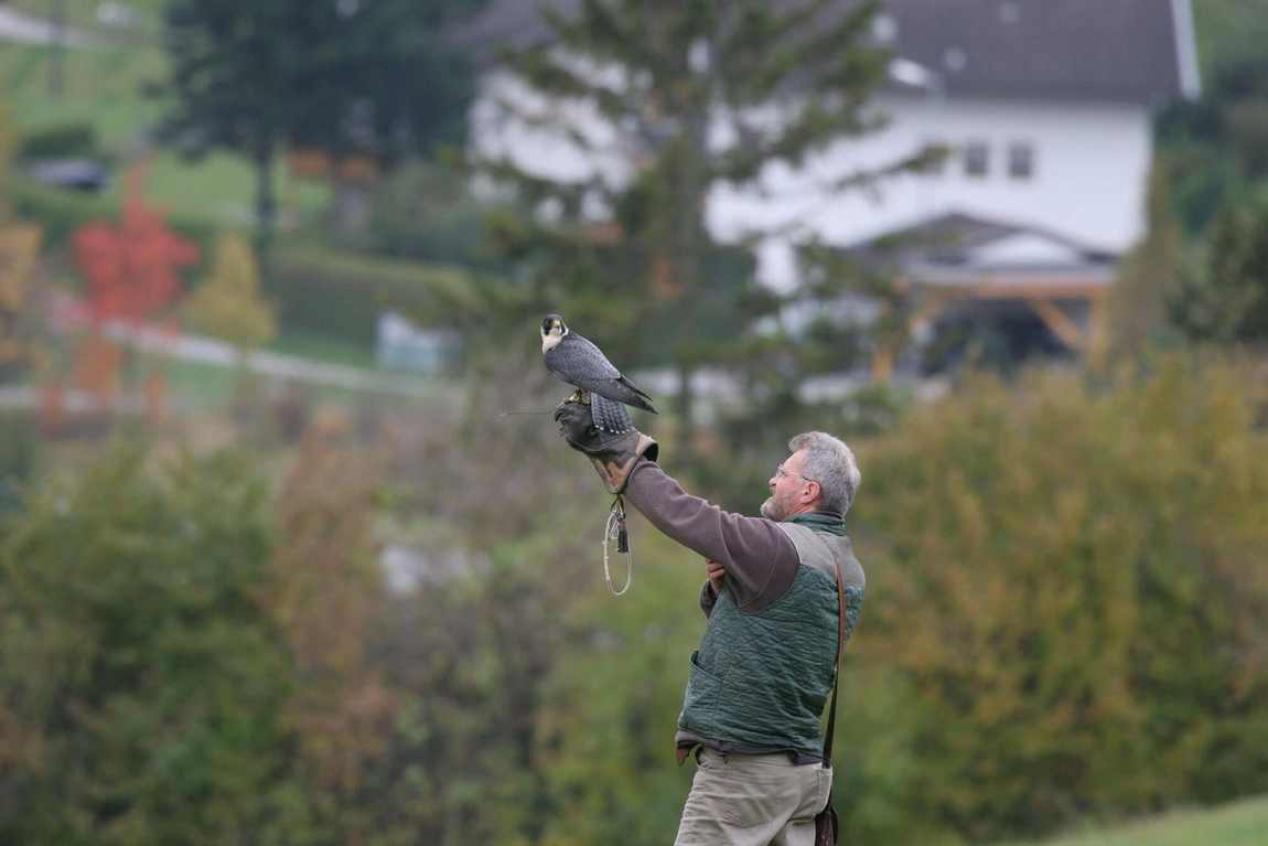 birds of prey park in telfes photo 2