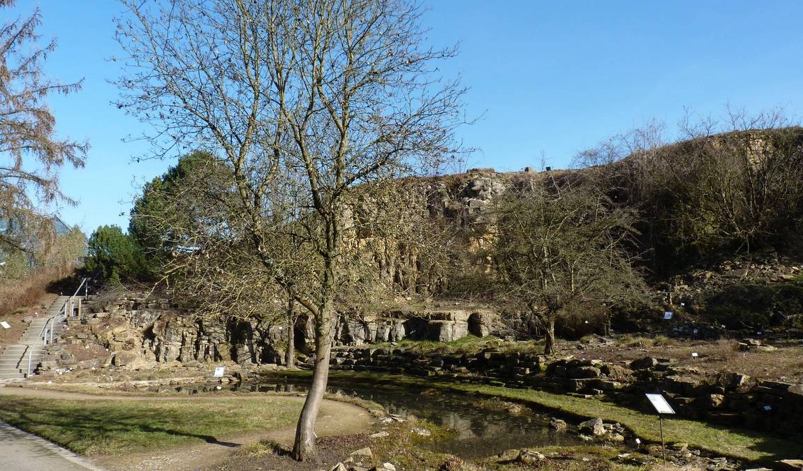 botanical garden osnabrück photo 3