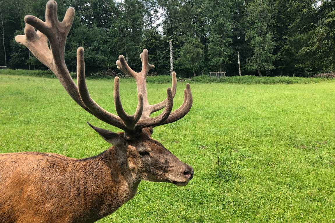 grafenberger wildpark photo 2