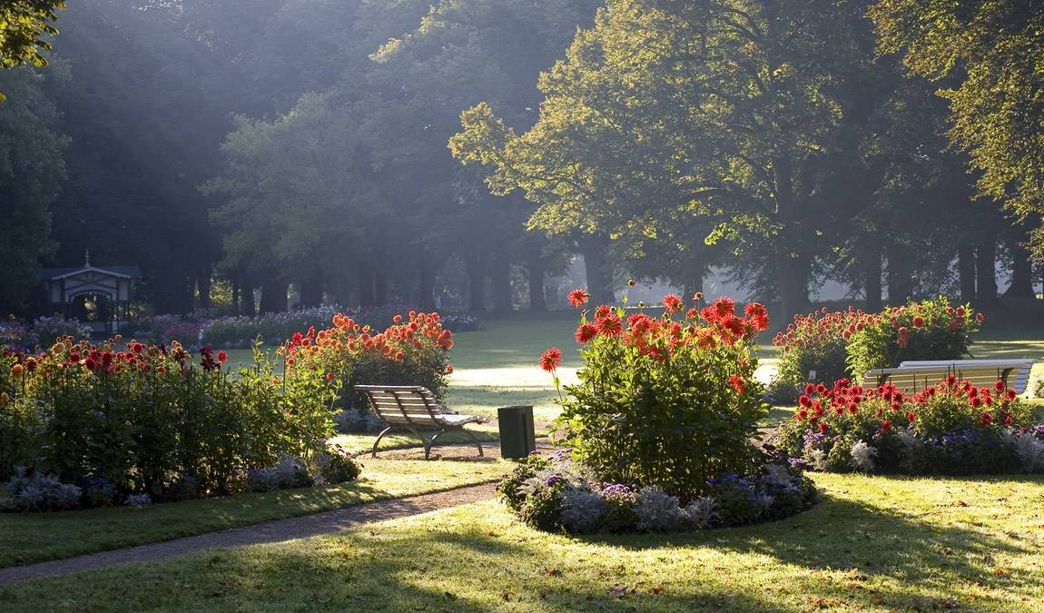 dahlia garden photo 3