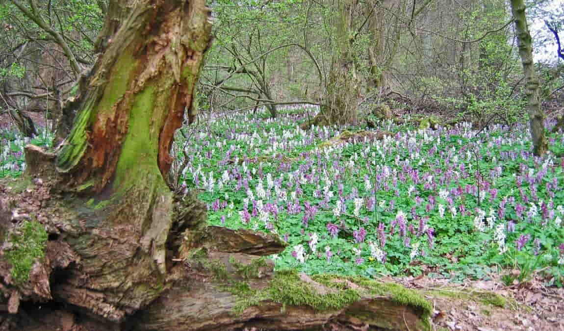 leipzig riverside forest photo 1