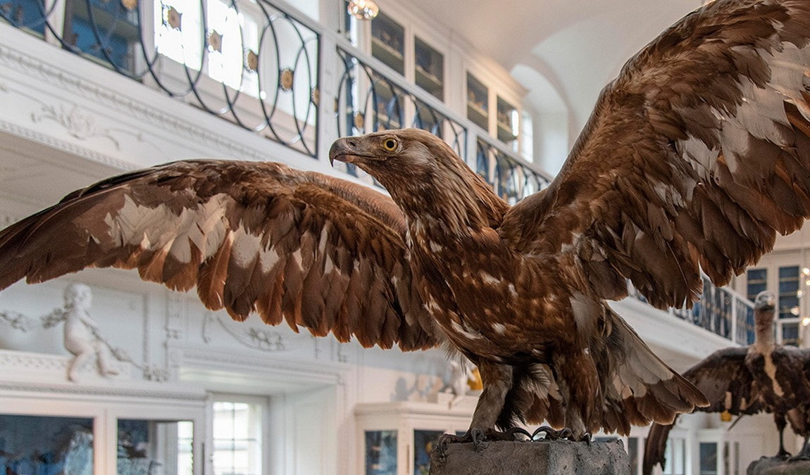 natural history museum photo 1