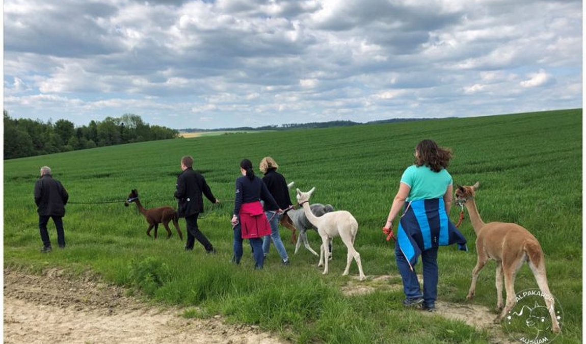 alpakahof ausham photo 4