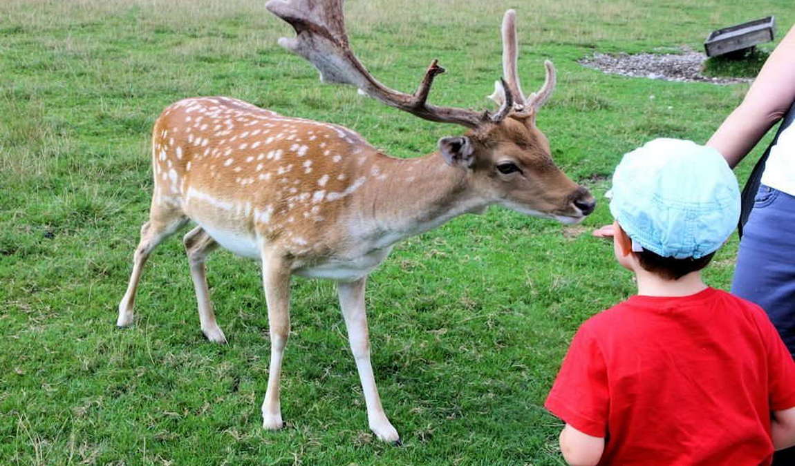 bergtierpark blindham photo 5