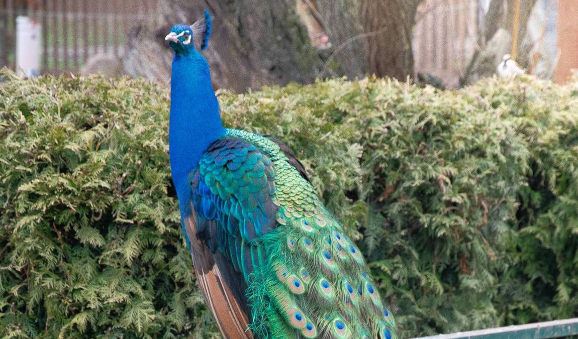 petting zoo rulzheim photo 1