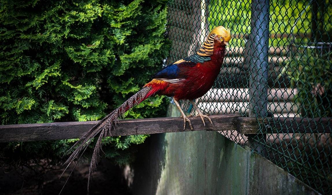 doppelmayr zoo photo 2