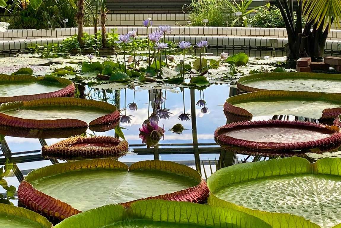 botanical garden of berlin photo 2