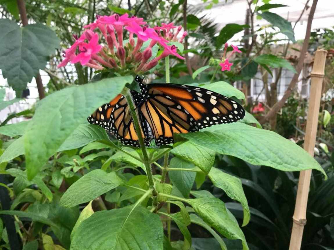 friedrichsruh butterfly garden photo 3