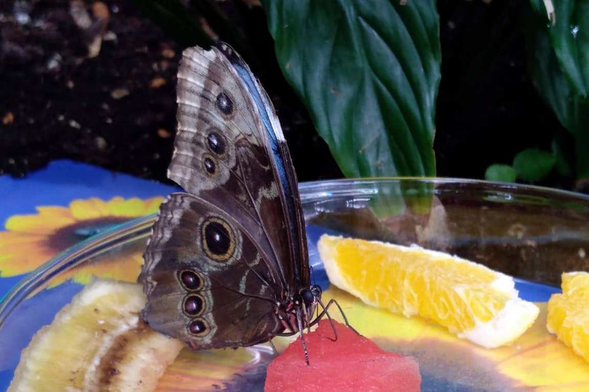 papilonia prague photo 3