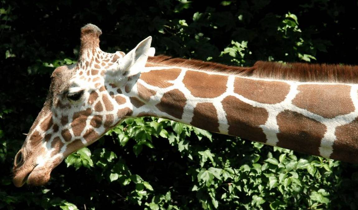 allwetterzoo munster photo 4