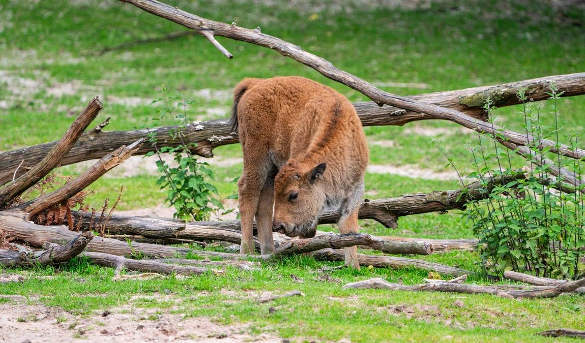 nuremberg zoo photo 6