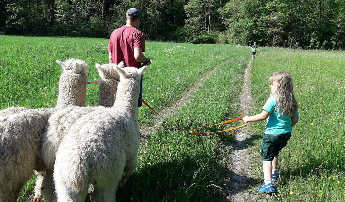 almtal alpakas photo 3