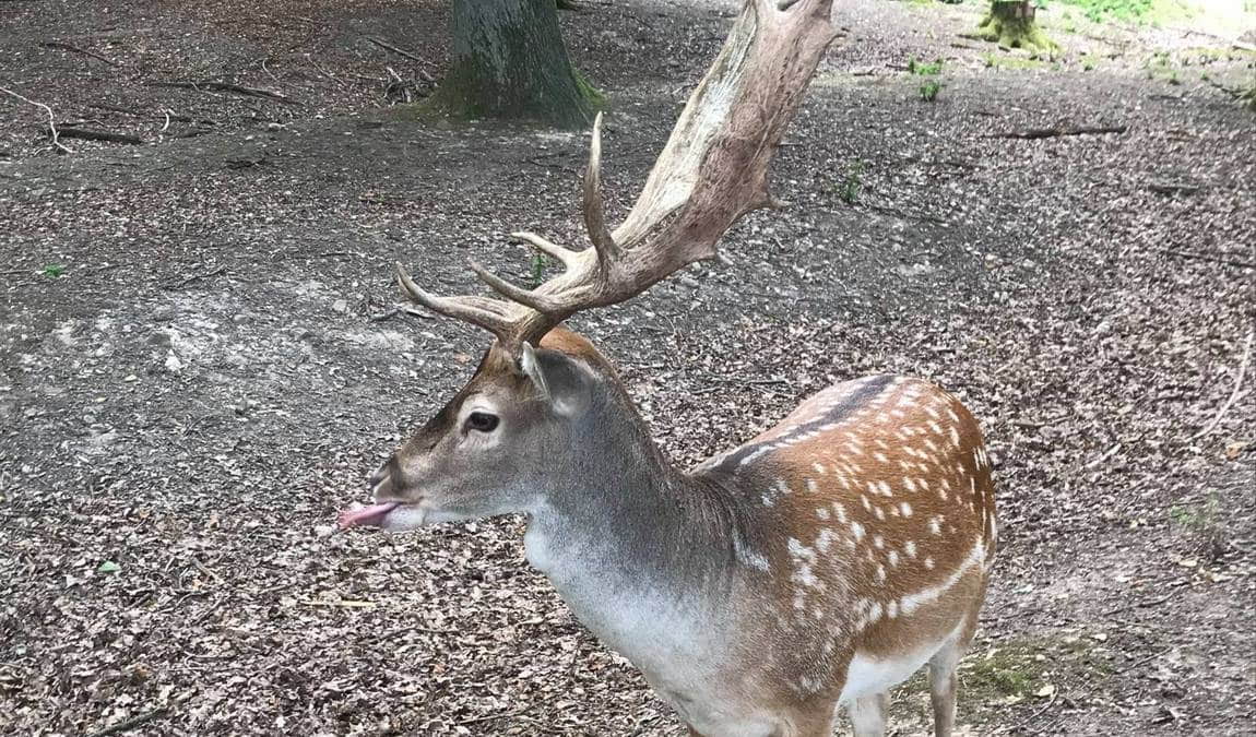 wildpark retter hofheim photo 4