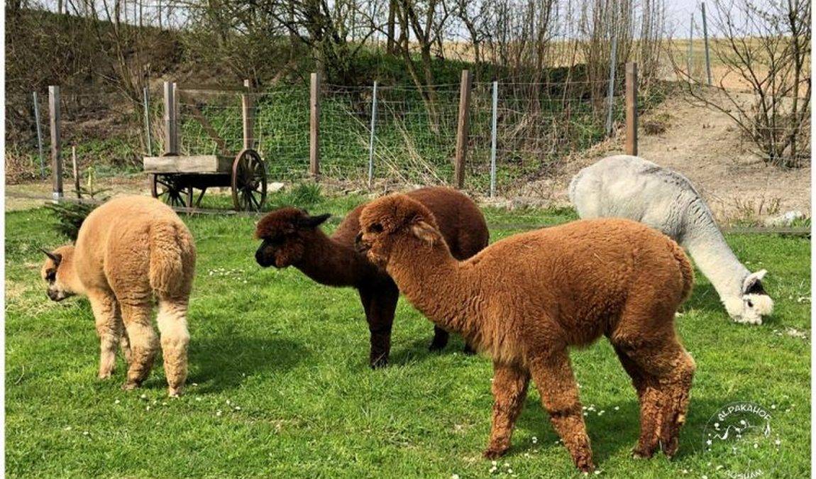 alpakahof ausham photo 2