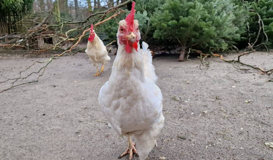 waldzoo offenbach photo 4