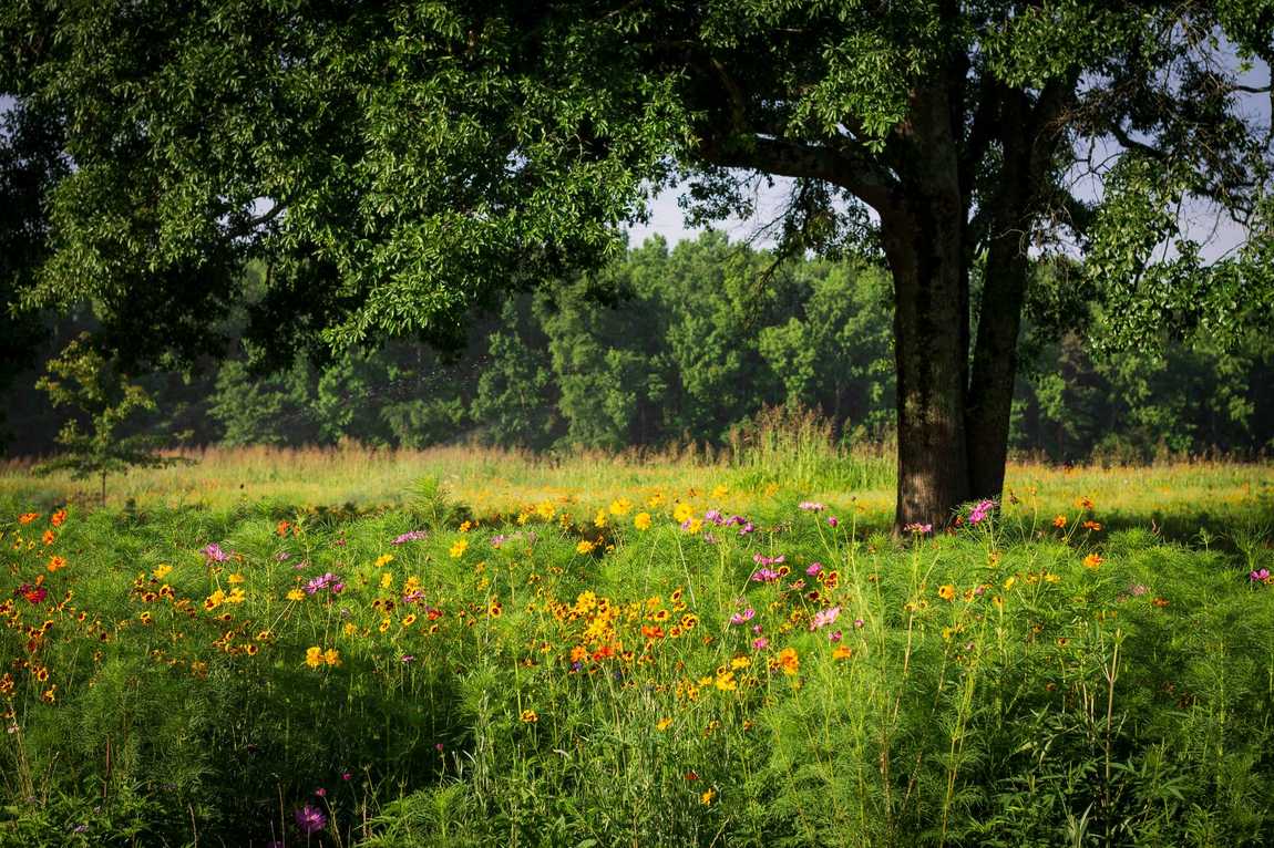 anne springs close greenway photo 2