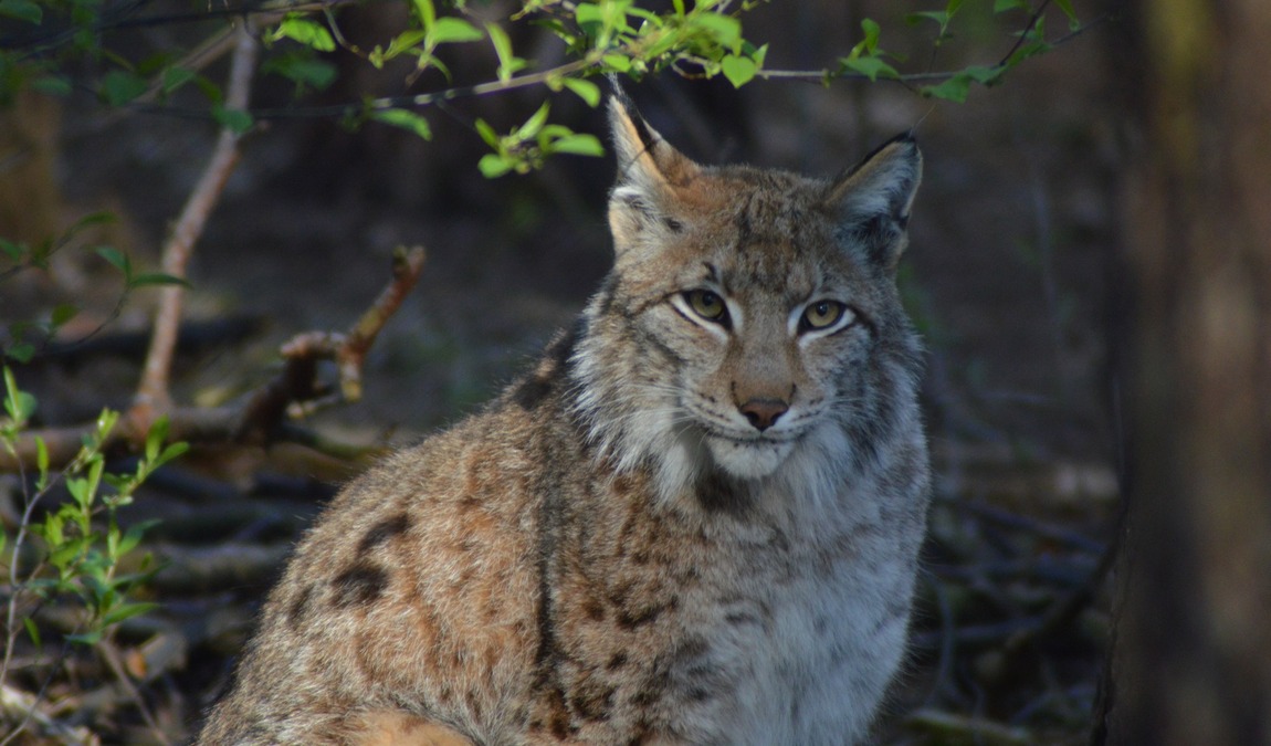 wildpark schorfheide photo 3