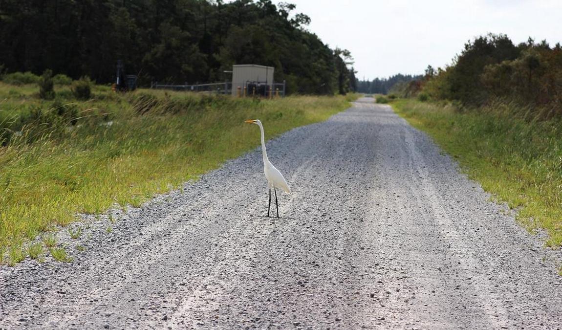 wings over water wildlife festival photo 3