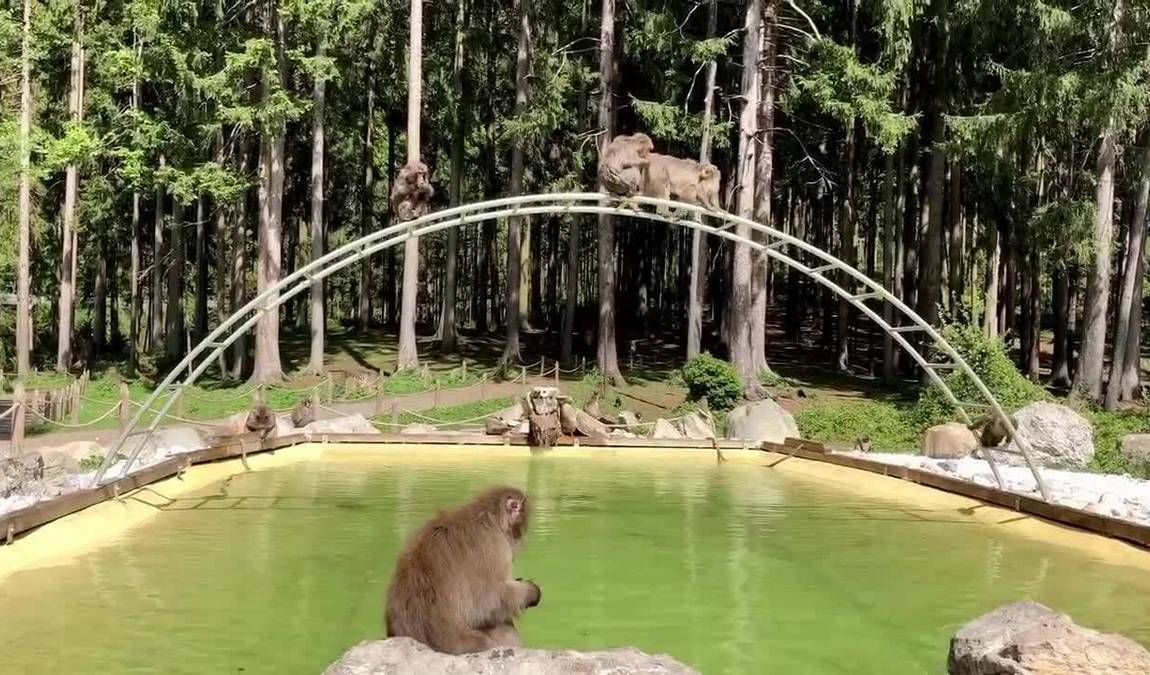 affenberg landskron photo 5