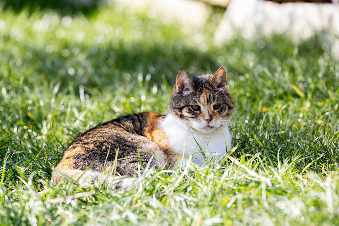 gut aiderbichl henndorf farm photo 5